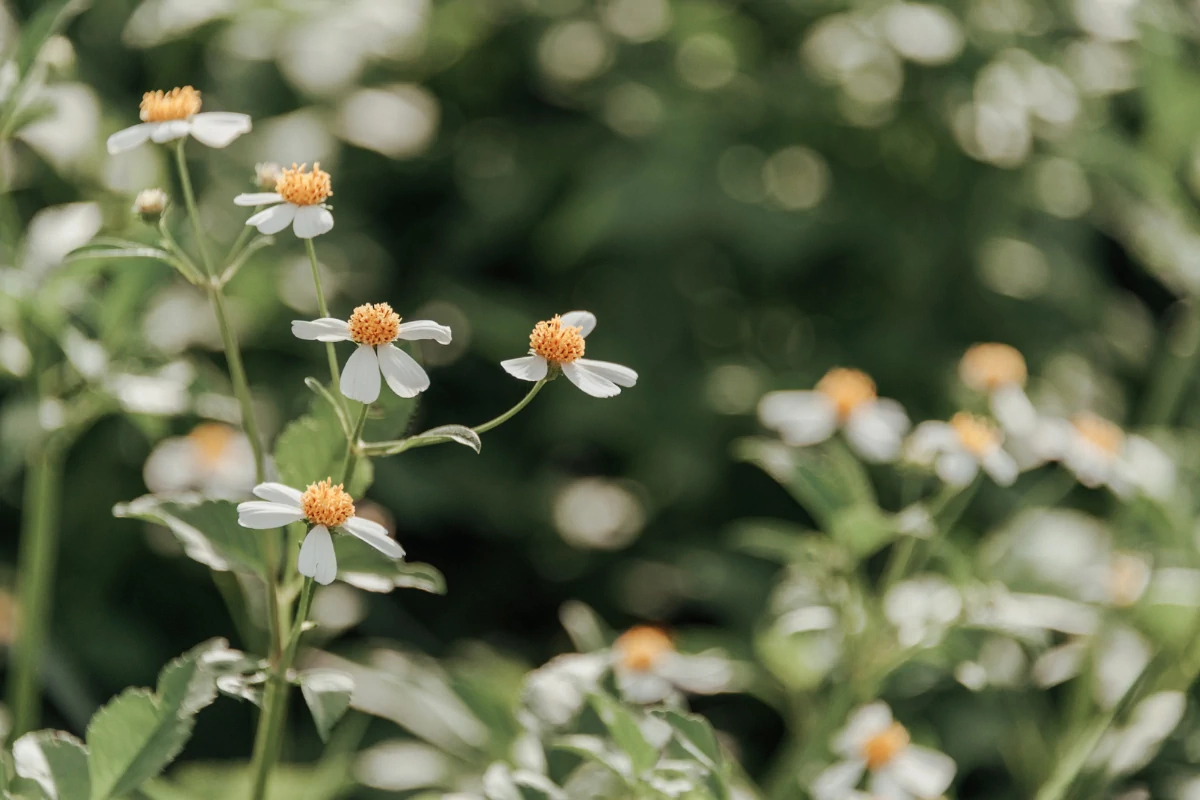wildflowers representing therapy services for teens and young adults