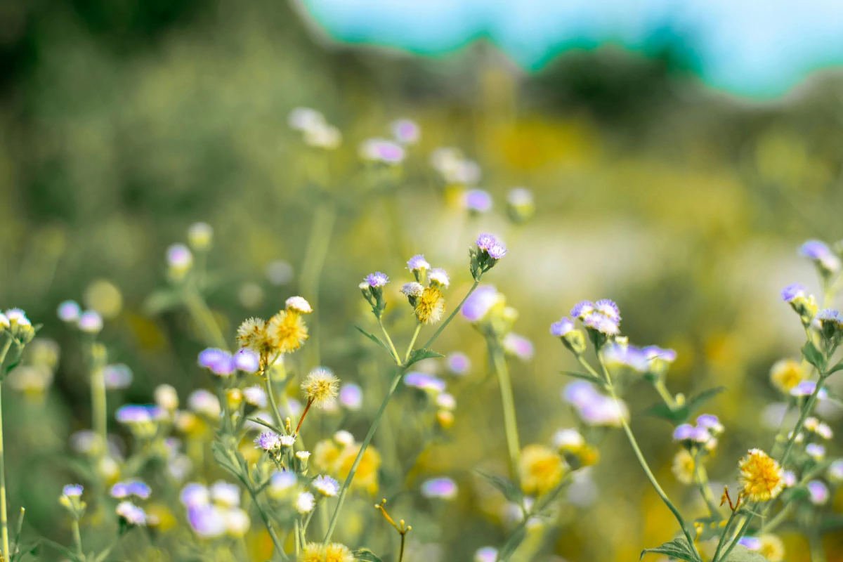yellow and purple flowers for families and adults