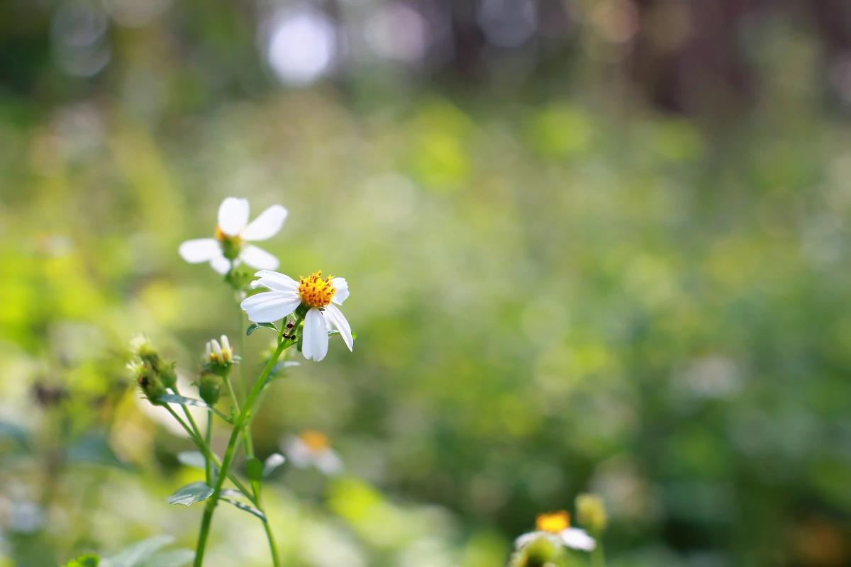 small flowers representing therapy services for kids
