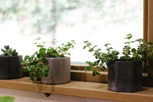 Three window plants showing the three founders of the company.