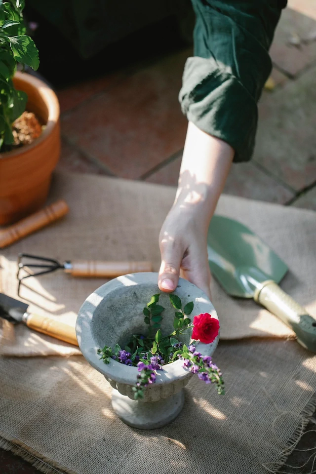 Gardener's arm and hand holding a gray flowerpot with red and purple flowers on a table with gardening tools.